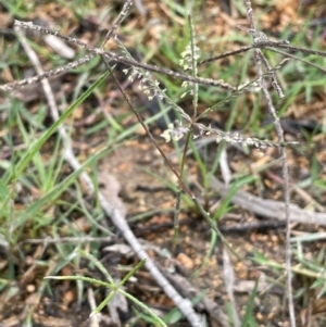 Cynodon dactylon at QPRC LGA - 10 Dec 2023 01:32 PM