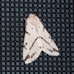 Ardices canescens (Dark-spotted Tiger Moth) at Higgins, ACT - 10 Dec 2023 by AlisonMilton