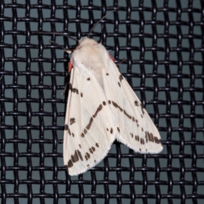Ardices canescens (Dark-spotted Tiger Moth) at Higgins, ACT - 9 Dec 2023 by AlisonMilton