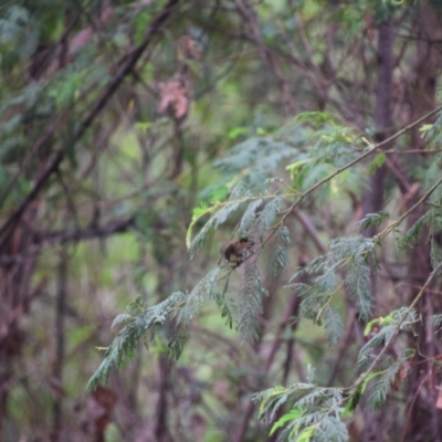 Acanthiza pusilla (Brown Thornbill) at Surf Beach, NSW - 9 Dec 2023 by LyndalT