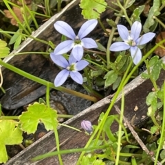 Lobelia pedunculata (Matted Pratia) at QPRC LGA - 10 Dec 2023 by JaneR