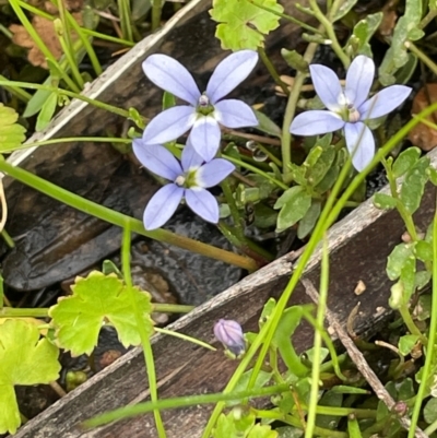 Lobelia pedunculata (Matted Pratia) at Bendoura, NSW - 10 Dec 2023 by JaneR