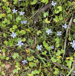 Lobelia pedunculata at QPRC LGA - 10 Dec 2023 01:32 PM