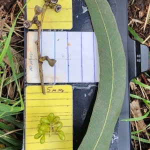 Eucalyptus michaeliana at Yarralumla, ACT - 12 Dec 2023