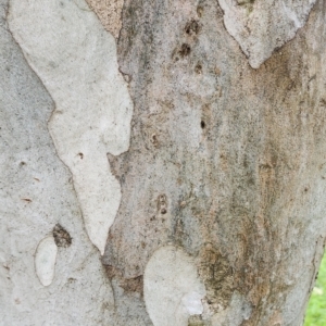 Eucalyptus michaeliana at Yarralumla, ACT - 12 Dec 2023