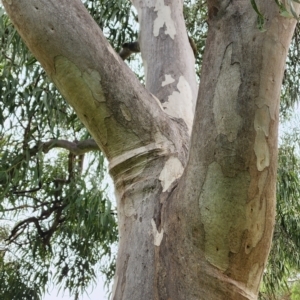 Eucalyptus michaeliana at Yarralumla, ACT - 12 Dec 2023