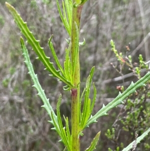 Senecio diaschides at QPRC LGA - 10 Dec 2023