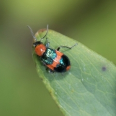 Dicranolaius bellulus (Red and Blue Pollen Beetle) at Higgins, ACT - 11 Dec 2023 by AlisonMilton