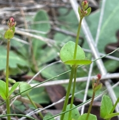 Gonocarpus micranthus subsp. micranthus (Creeping Raspwort) at QPRC LGA - 10 Dec 2023 by JaneR