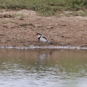 Charadrius melanops at Paddys River, ACT - 11 Dec 2023