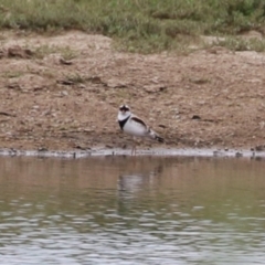 Charadrius melanops at Paddys River, ACT - 11 Dec 2023