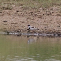 Charadrius melanops at Paddys River, ACT - 11 Dec 2023