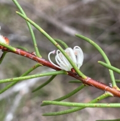 Hakea microcarpa (Small-fruit Hakea) at QPRC LGA - 10 Dec 2023 by JaneR