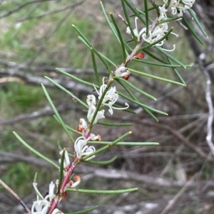 Hakea microcarpa at QPRC LGA - 10 Dec 2023