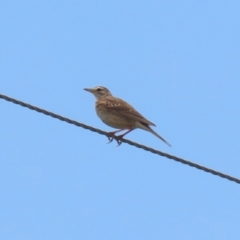 Anthus australis (Australian Pipit) at Paddys River, ACT - 11 Dec 2023 by RodDeb