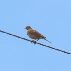 Anthus australis at Paddys River, ACT - 11 Dec 2023