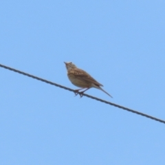 Anthus australis at Paddys River, ACT - 11 Dec 2023