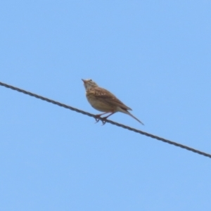 Anthus australis at Paddys River, ACT - 11 Dec 2023