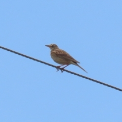 Anthus australis at Paddys River, ACT - 11 Dec 2023