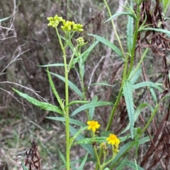 Senecio linearifolius (Fireweed Groundsel, Fireweed) at QPRC LGA - 10 Dec 2023 by JaneR