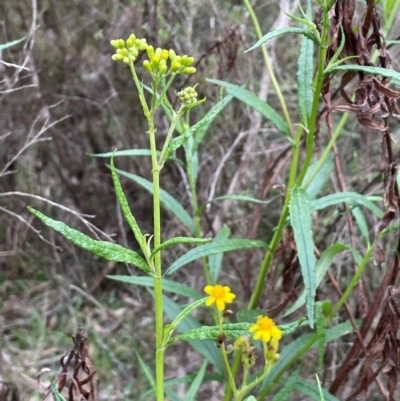 Senecio linearifolius (Fireweed Groundsel, Fireweed) at Bendoura, NSW - 10 Dec 2023 by JaneR