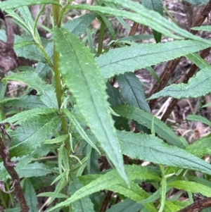 Senecio linearifolius at QPRC LGA - 10 Dec 2023