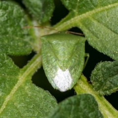 Cuspicona simplex (Green potato bug) at Higgins, ACT - 11 Dec 2023 by AlisonMilton