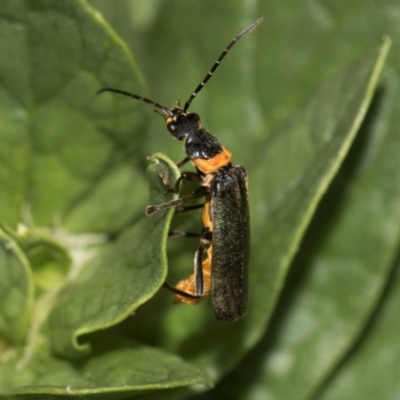 Chauliognathus lugubris (Plague Soldier Beetle) at Higgins, ACT - 11 Dec 2023 by AlisonMilton