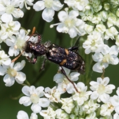 Eleale pulchra (Clerid beetle) at Higgins, ACT - 11 Dec 2023 by AlisonMilton