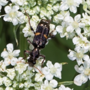 Eleale pulchra at Higgins, ACT - 11 Dec 2023