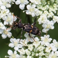 Eleale pulchra at Higgins, ACT - 11 Dec 2023