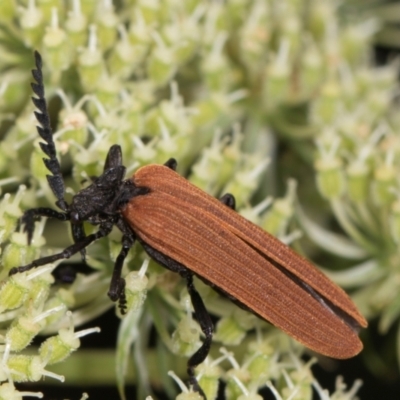 Porrostoma rhipidium (Long-nosed Lycid (Net-winged) beetle) at Higgins, ACT - 10 Dec 2023 by AlisonMilton