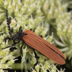 Porrostoma rhipidium (Long-nosed Lycid (Net-winged) beetle) at Higgins, ACT - 10 Dec 2023 by AlisonMilton