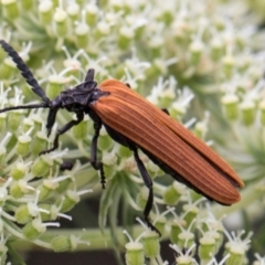 Porrostoma rhipidium at Higgins, ACT - 11 Dec 2023