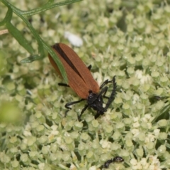 Porrostoma rhipidium at Higgins, ACT - 11 Dec 2023