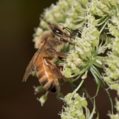 Apis mellifera (European honey bee) at Higgins, ACT - 11 Dec 2023 by AlisonMilton