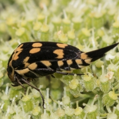 Hoshihananomia leucosticta (Pintail or Tumbling flower beetle) at Higgins, ACT - 11 Dec 2023 by AlisonMilton