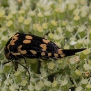 Hoshihananomia leucosticta at Higgins, ACT - 11 Dec 2023