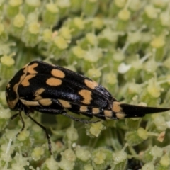 Hoshihananomia leucosticta at Higgins, ACT - 11 Dec 2023