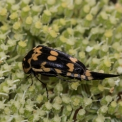 Hoshihananomia leucosticta at Higgins, ACT - 11 Dec 2023