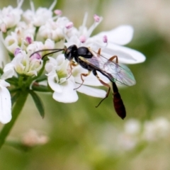 Ichneumonidae (family) (Unidentified ichneumon wasp) at Higgins, ACT - 11 Dec 2023 by AlisonMilton