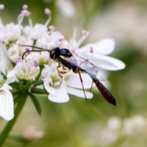 Ichneumonidae (family) at Higgins, ACT - 11 Dec 2023 10:59 AM