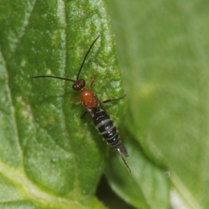 Braconidae (family) at Higgins, ACT - 11 Dec 2023 11:21 AM