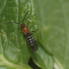 Braconidae (family) at Higgins, ACT - 11 Dec 2023 11:21 AM