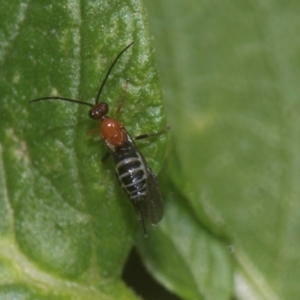 Braconidae (family) at Higgins, ACT - 11 Dec 2023