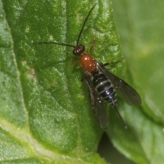 Braconidae (family) at Higgins, ACT - 11 Dec 2023