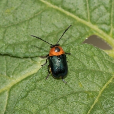 Aporocera (Aporocera) cyanipennis (Leaf beetle) at Higgins, ACT - 11 Dec 2023 by AlisonMilton