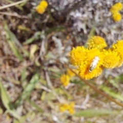 Austrotephritis pelia (Australian Fruit Fly) at Franklin Grassland (FRA_5) - 27 Nov 2023 by JenniM