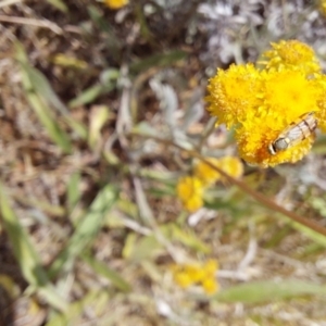 Austrotephritis pelia at Franklin Grassland (FRA_5) - 27 Nov 2023 11:38 AM