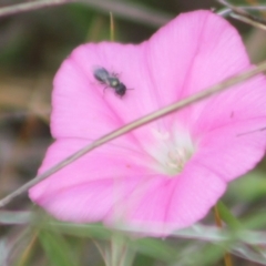 Lasioglossum sp. (genus) at Franklin Grassland (FRA_5) - 27 Nov 2023 11:52 AM